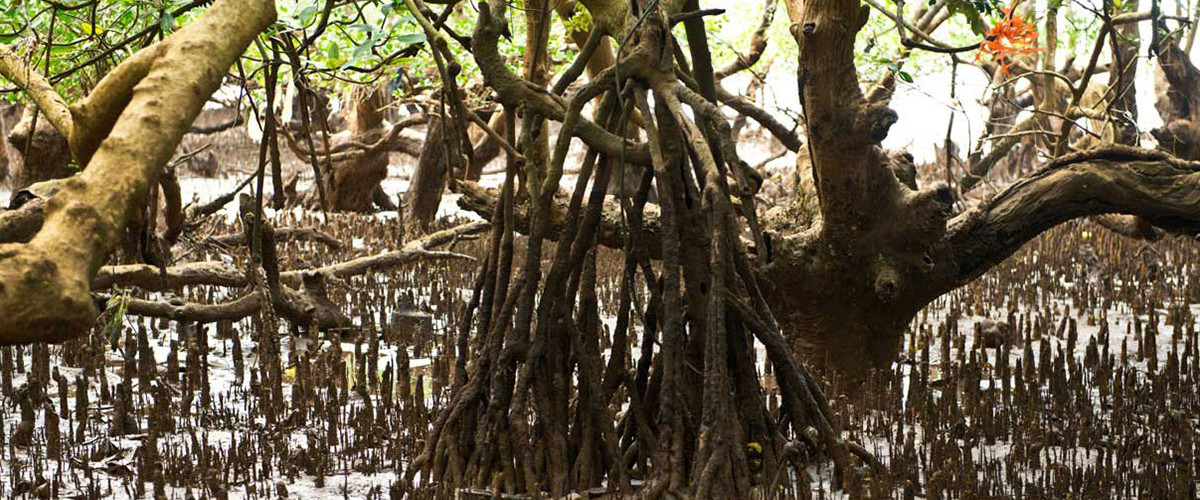 Grande opération de nettoyage de mangrove à Mangajou-Chiconi