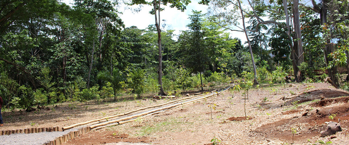 Le SRF porte un projet d’aménagement d’un parc forestier à Coconi