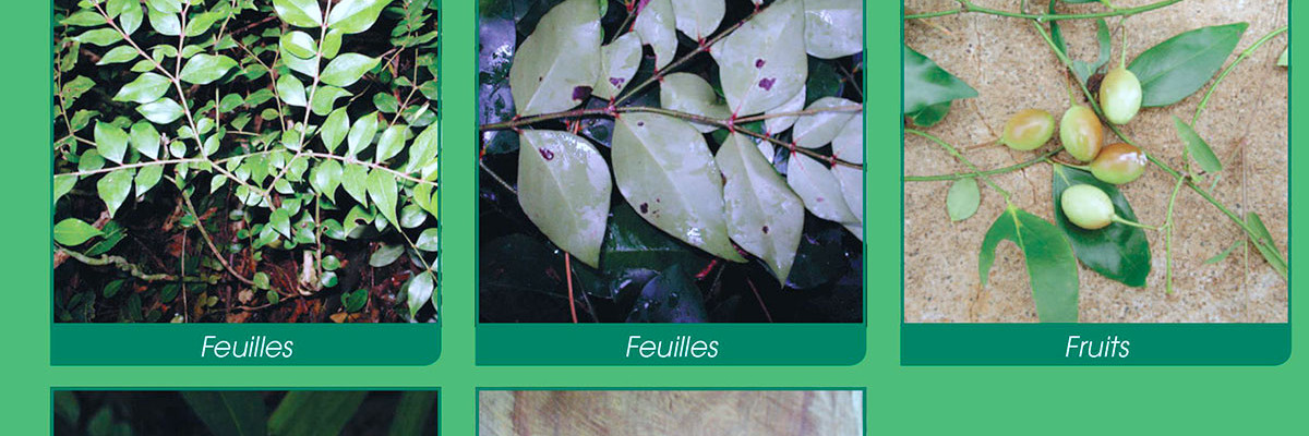 Patrimoine naturel de Mayotte : un livre sur les arbres et arbustes