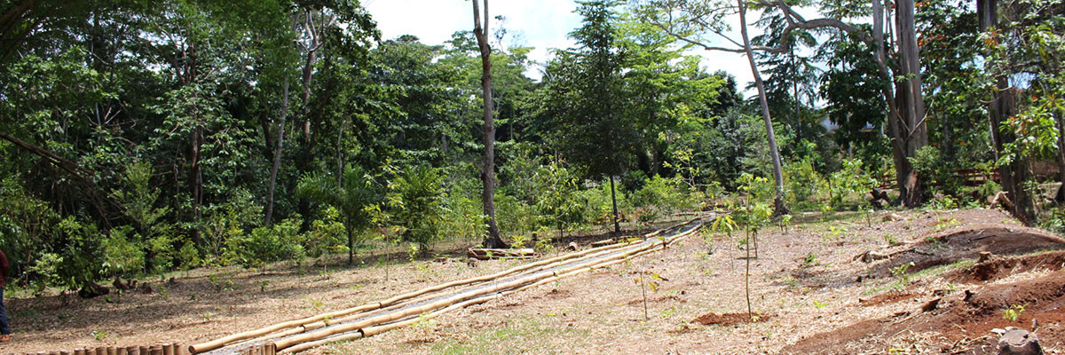 Le SRF porte un projet d’aménagement d’un parc forestier à Coconi