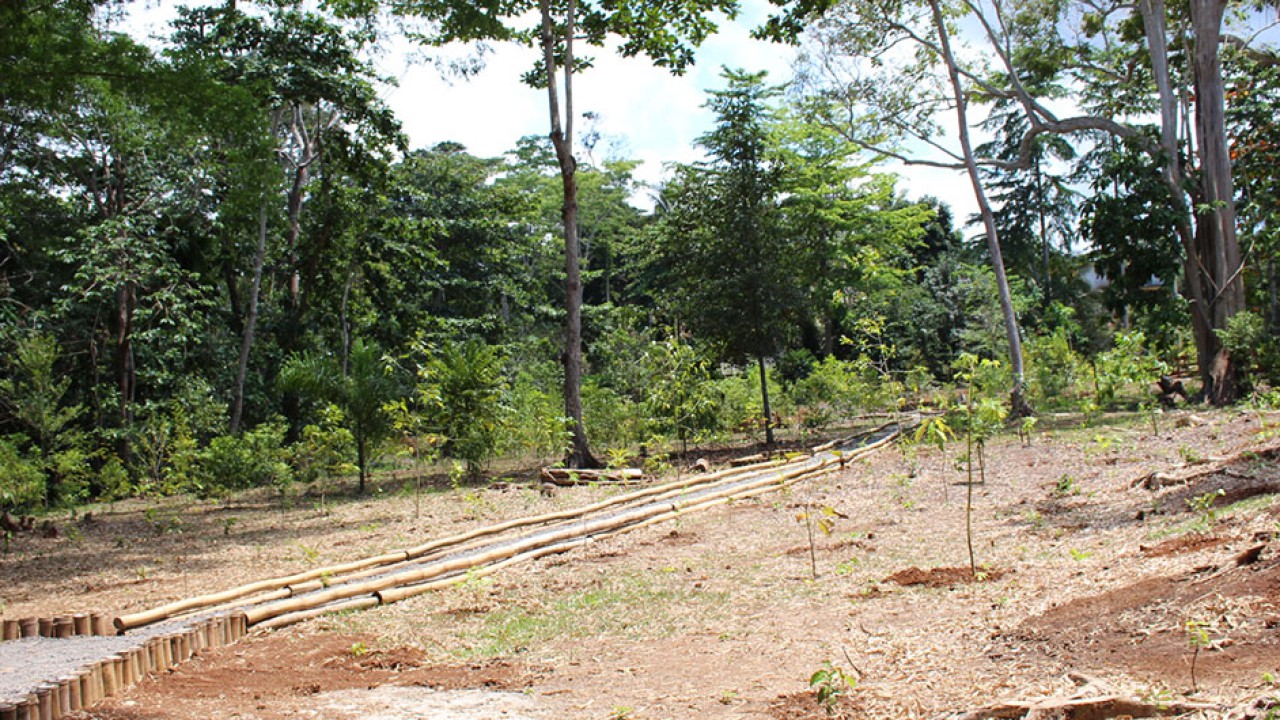 Le SRF porte un projet d’aménagement d’un parc forestier à Coconi